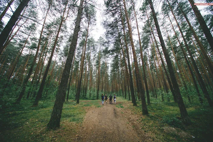 Forest In Imanta