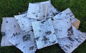 Birch Bark, My Material For Work