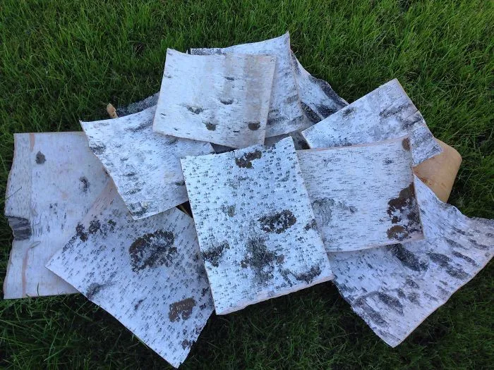 Birch Bark, My Material For Work