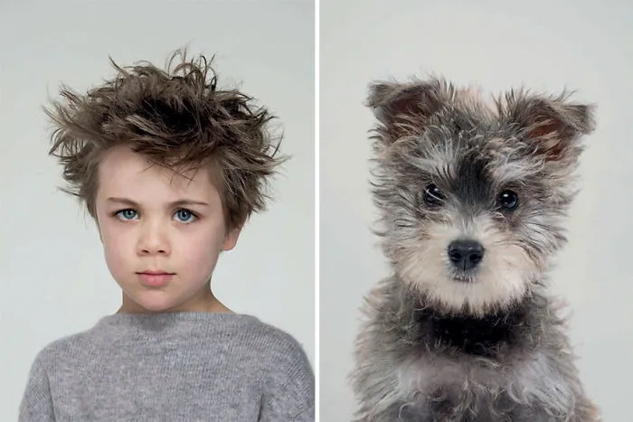 Benji & Harper (Cruce de Schnauzer y Caniche)