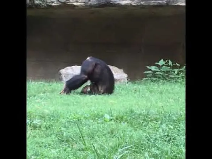 Milo: The Rock And Rollin' Chimp