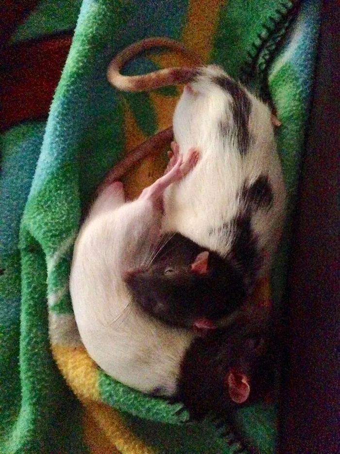 Rat Brothers In Arms ..rex And Otis...