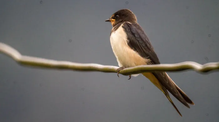 Birds I Photographed