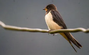 Birds I Photographed