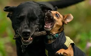 My Dogs Woodland Adventures