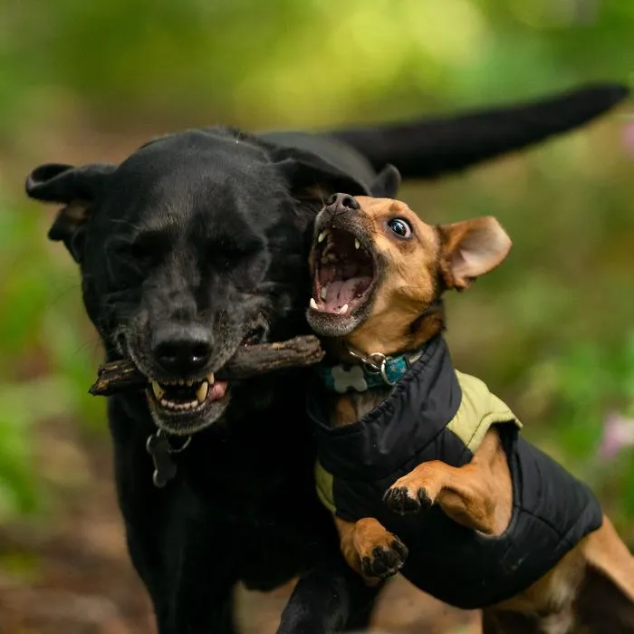 My Dogs Woodland Adventures