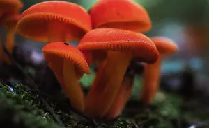 I Went Into The Forest And Took Some Pictures... Nature Is Beautiful ❤