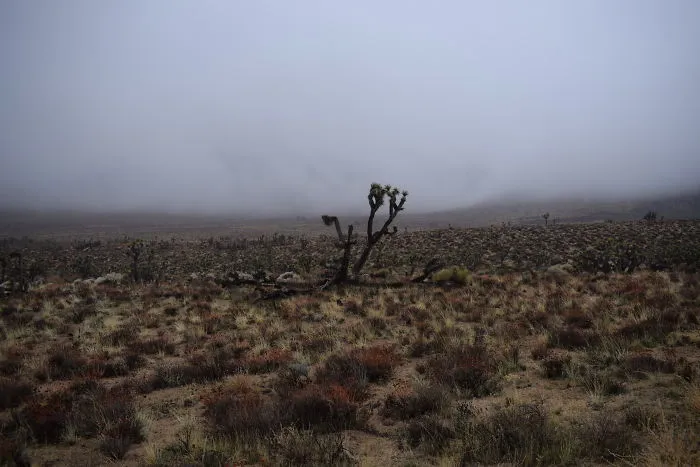 Cloudy Field