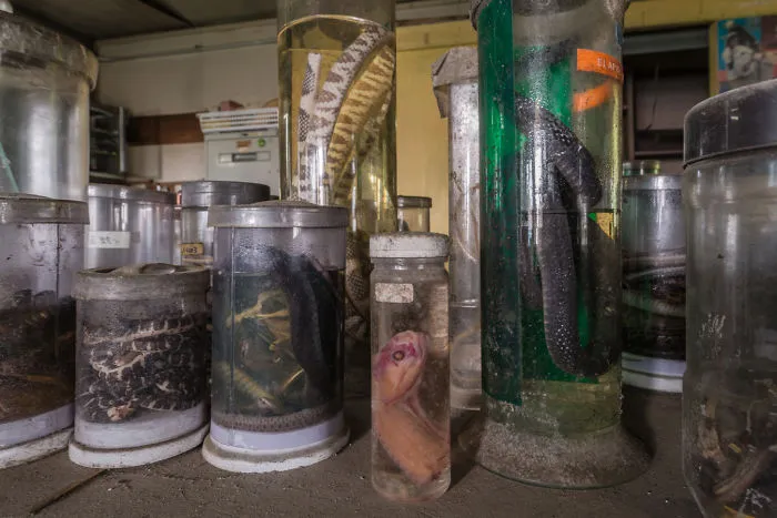 Abandoned Snakes Laboratory