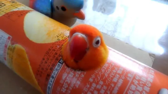 Cutest Parrots - Hardest Try Not To Aww Challenge 2018