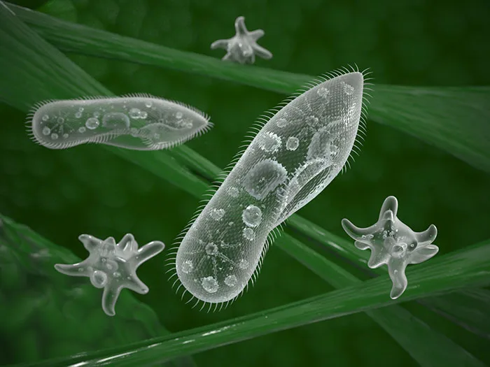 800 Million Years Into The Future