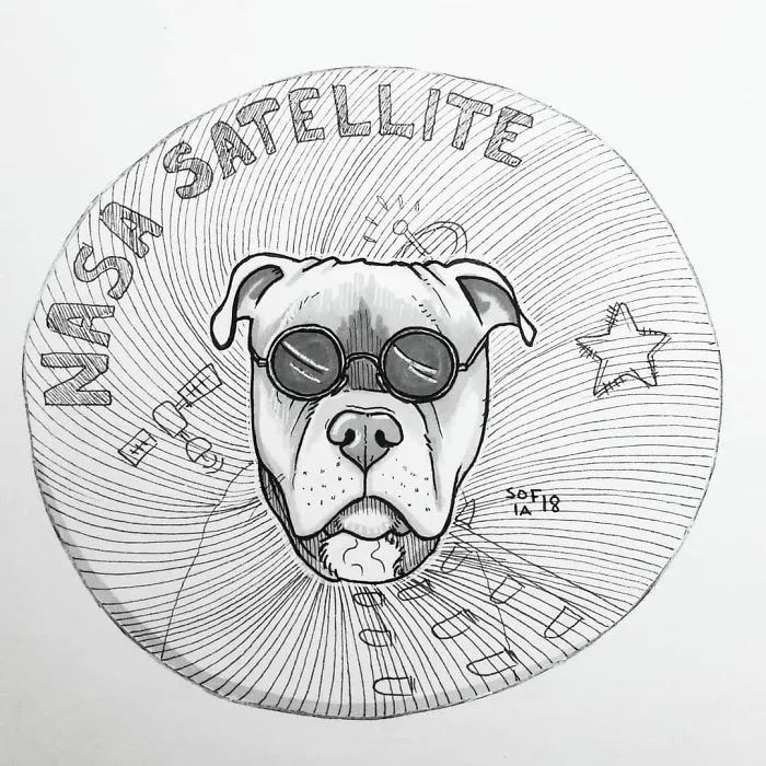 Pit Bull