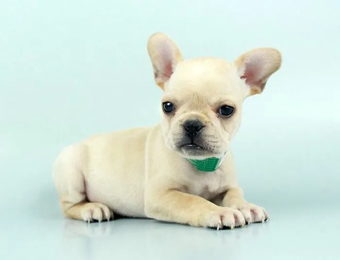 Just Puppies At Chews A Puppy In Orlando