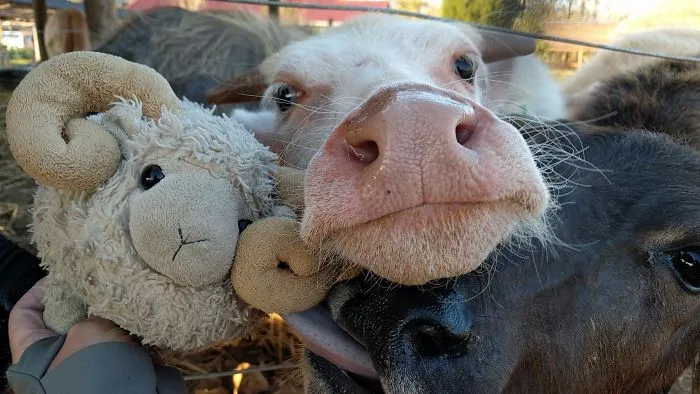 Muuuuuuuuuu!