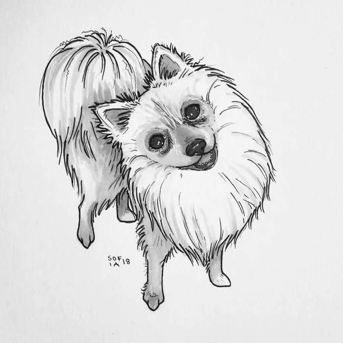 Kleinspitz