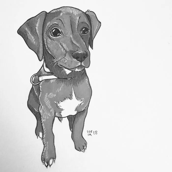 Black Lab Pup
