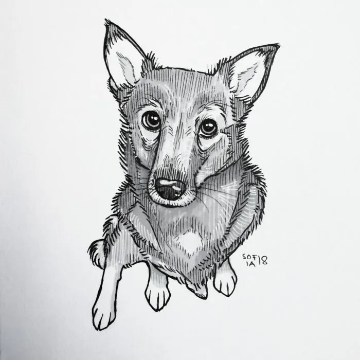 Swedish Vallhund