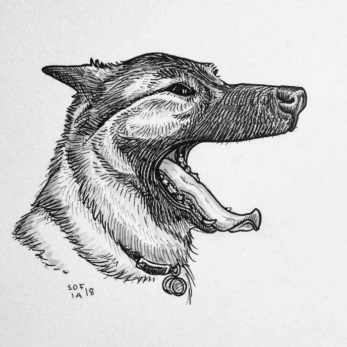 Norwegian Elk Hound