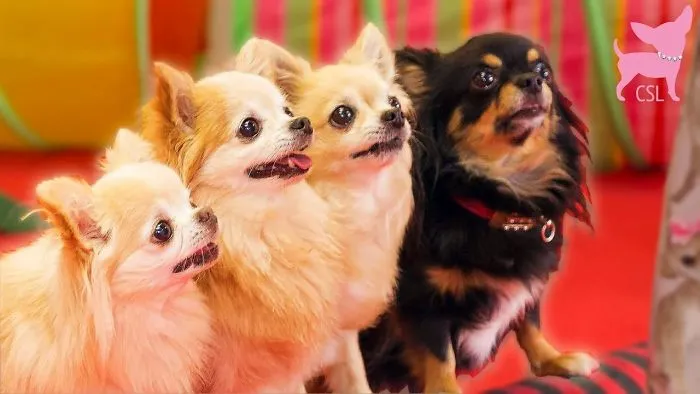 Cute Chihuahua Tricks