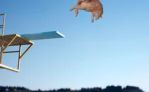 'Photoshop My Fat Cat Into Weird Things'