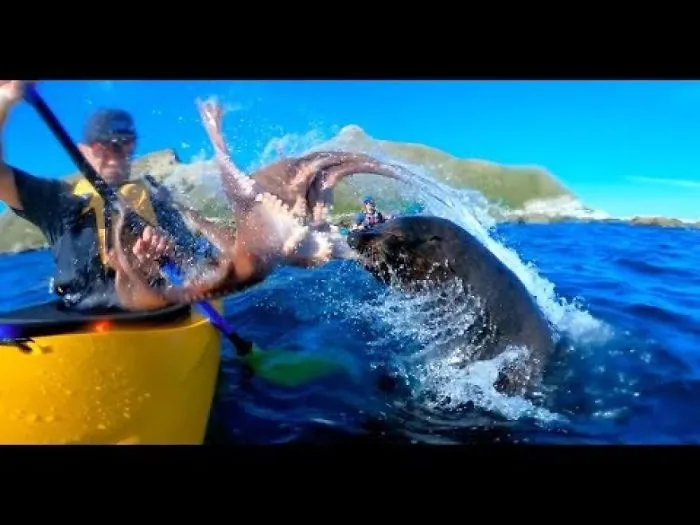Incredible Moment Seal Slaps A Kayaker In The Face With An Octopus
