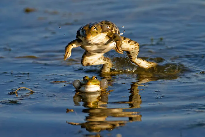 Mma Fighting Green Frogs