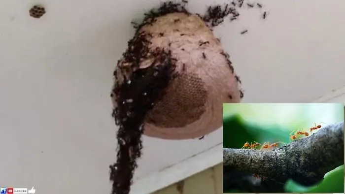 These Images Show Millions Of Ants Going To Insane Lengths To Wage War On A Wasps’ Nest