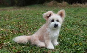 Stunning, Highly Realistic Felted Cats And Dogs By  Fibre Artist Tatiana, Phd.