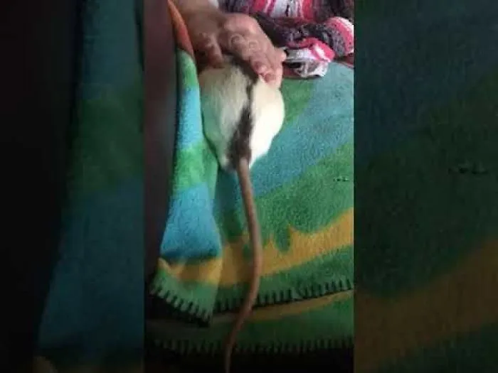 Pet Rat Rex Wags His Tail When Happy!!