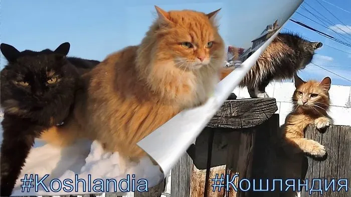 Koshlandia, Winter And Summer , Siberian Farm's  Cats