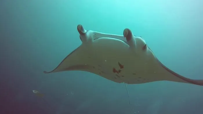 Manta Rays Adopt An Eagle Ray