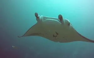 Manta Rays Adopt An Eagle Ray