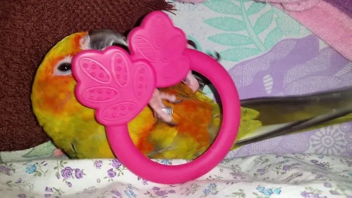 Super Cute And Funny Parrots