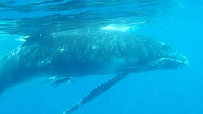 Me And The Whales