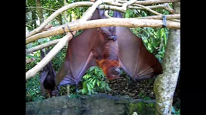 Meeting Flying Foxes In Bali