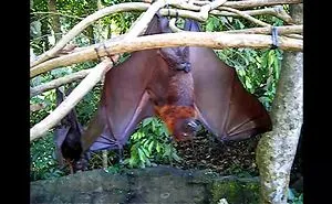 Meeting Flying Foxes In Bali