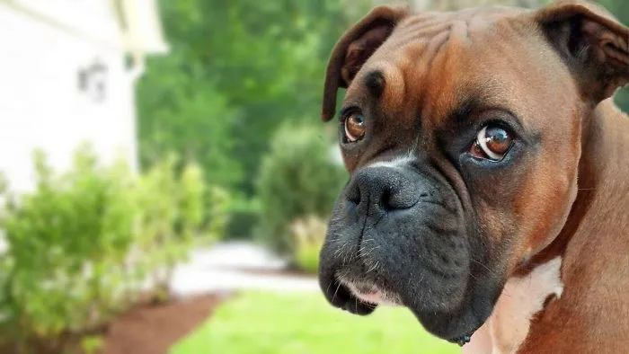 Funny Boxer Dog Compilation