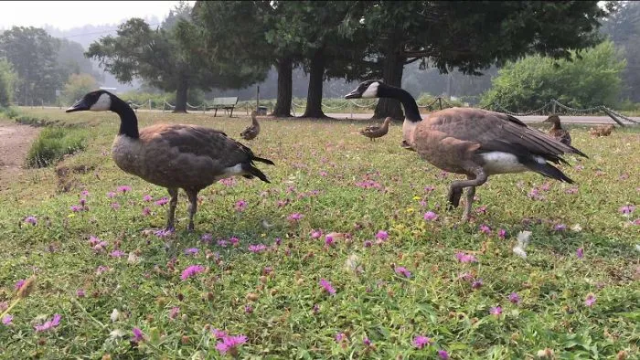 Saving Geese.