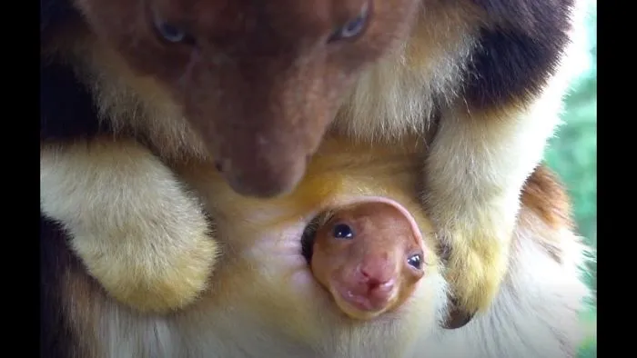 This Rare Joey Peeked Out Of Its Pouch For The First Time – And The Moment Was Caught On Camera