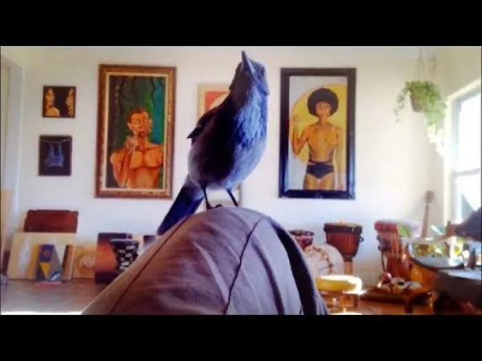 Valentino - The Story  Of A Man And A Wild Blue Bird