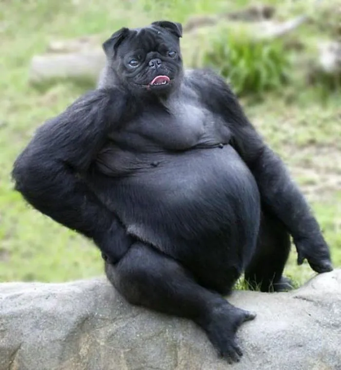 39 Unexpected Animal Hybrids That Would Be Hilarious In Real Life