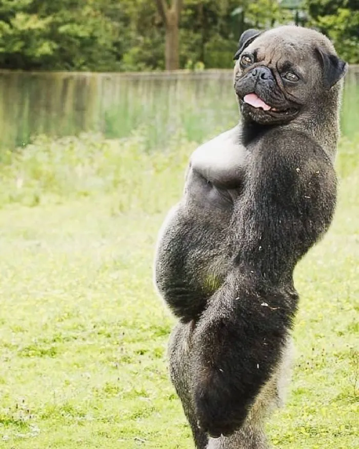 39 Unexpected Animal Hybrids That Would Be Hilarious In Real Life