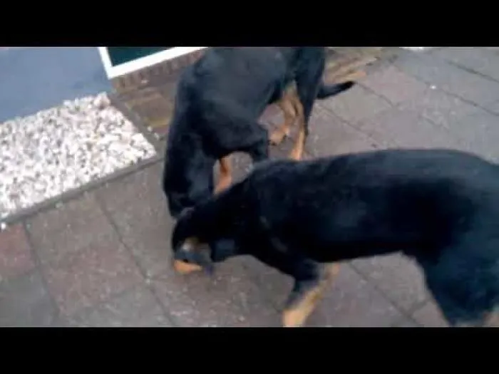 Dog Steals