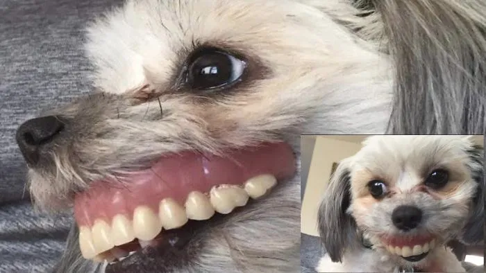 A Dad Woke To Find His Dentures Had Disappeared Then He Saw The Dog And Doubled Over In Laughter