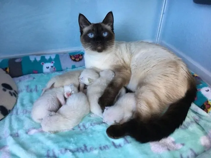 Help Given To Street Cat To Grow 6 Incredibly Beautiful Kittens
