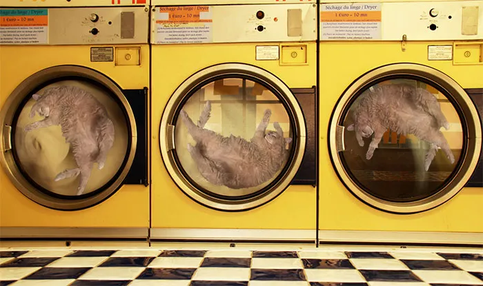 Cat Laundry