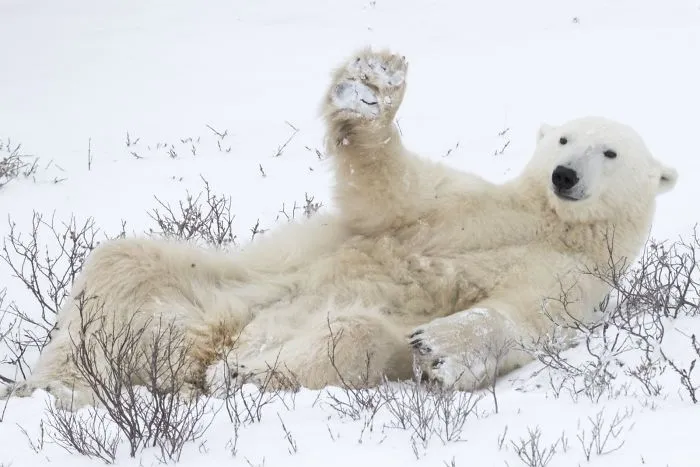 Oso Yoga