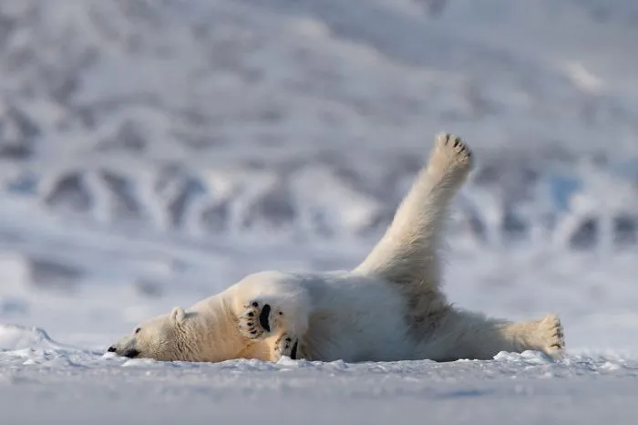 Yoga Bear