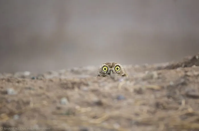 Peek A Boo