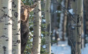 20 Funniest Wildlife Photos Of 2018 Have Been Announced, And They Will Make Your Day